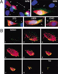 In fact, scientists recently found lysosomes are the center in the cell to sense if discoveries in plant cells since the 1970s started to challenge this definition. Plasma Membrane Repair Is Mediated By Ca2 Regulated Exocytosis Of Lysosomes Cell