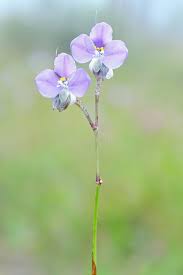 Image result for Commelina purpurea