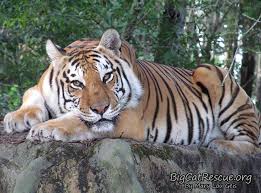 Dutchess Big Cat Rescue Tnr has been shown to stop the. dutchess big cat rescue