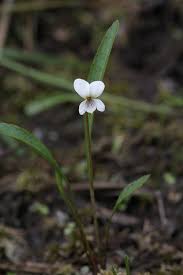 Image result for Landolphia lanceolata