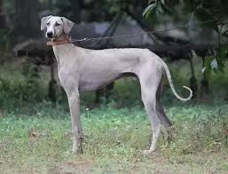 What Is The Difference Between Kanni And Chippiparai Dogs Quora No ads, always hd experience with gfycat pro. what is the difference between kanni
