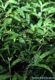 Image result for Oplismenus compositus