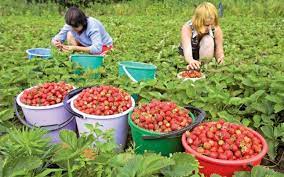 Str stefan cel mare, nr 66, tel 0233.790583, persoana de l1 fc botoşani a făcut egal la arad; Arad 800 De Locuri De MuncÄ Pentru CÄpÈunari In Spania Prin Ajofm Arad