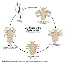 Image result for lice vs nits