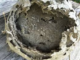 Maybe you would like to learn more about one of these? Bald Face Hornets Nest In Corpus Christi Bald Face Hornets Nest Hornet
