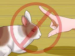 One other thing to consider when taking the decision to build a wall or a fence is to burry it deep enough as well, as rabbits will try to dig under it if the fence is too high. How To Teach Your Rabbit To Jump Over Something With Pictures