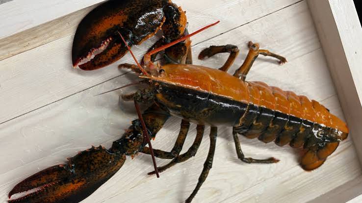 1 in 50 million split-colored lobster found in Massachusetts | Popular  Science