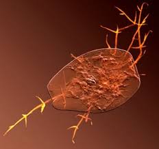 Image result for Eragrostis rotifer