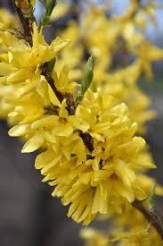 Magical Gold Forsythia Forsythia X Intermedia Kolgold In Rochester New York Ny At Green Acre Farm Nursery