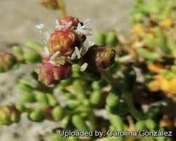 Image result for Halopegia