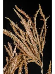 Image result for Cyperus articulatus