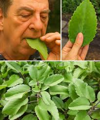 Leaf of Life: many have it in their compound, but most don't know how to  take advantage of it...