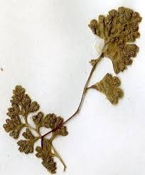 Image result for Anogramma leptophylla