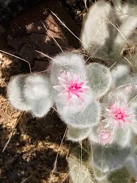 Image result for Helichrysum argyrosphaerum