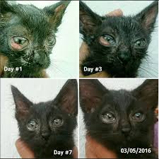 Mungkin penyelesaian masalah mata kucing anda? Ubat Sakit Mata Kucing Kujie2 Com