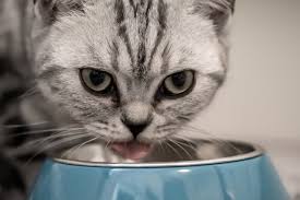 Unsure about what cats can eat? Can Cats Eat Chicken What To Know About Portions And Seasoning