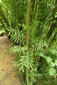 Image result for Arthropteris
