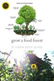 Food Forests Plant Guilds In Permaculture Design Family Food Garden Forest Plants Food Forest Garden Permaculture Design