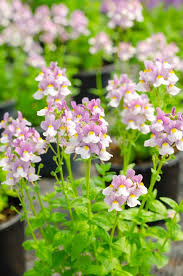 Image result for Nemesia fruticans