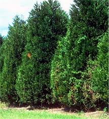Check spelling or type a new query. Potted Leyland Cypress Tree On The Tree Guide At Arborday Org
