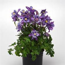 Feb 24, 2015 · these showy light blue to lilac colored flowers have petals streaked with dark purple veins and with yellowish white bases. Aquilegia Earlybird Purple Blue