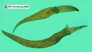 Image result for Wolffiella welwitschii