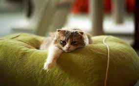 We did not find results for: 15 Cara Menghilangkan Lem Pada Bulu Kucing Arenahewan Com
