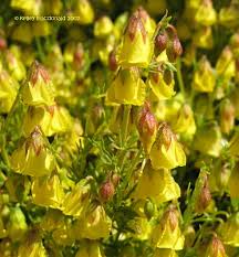 Image result for Hermannia eenii