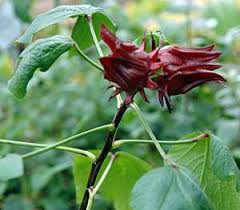 Image result for Hibiscus rhabdotospermus