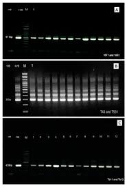 Spp production release contains components supporting the proliant and apollo gen9, gen10 and gen10 plus server platforms and options. Microorganisms Free Full Text Identification Mycobacterium Spp In The Natural Water Of Two Austrian Rivers