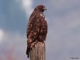 Flying High — Subspecies of Red-tailed Hawk