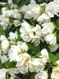 Seringat Manteau D Hermine Br Philadelphus Manteau D Hermine Arbustes A Fleurs Arbuste Idees Jardin