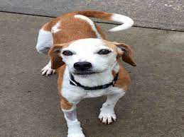 Search for rescue dogs for adoption. Beagle Dog For Adoption In Easton Md Adn 812035 On Puppyfinder Com Gender Female Age Senior Dog Adoption Beagle Dog Humane Society