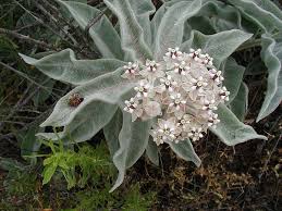 Asclepias Eriocarpa Indian Milkweed California Plants Plants California Native Plants
