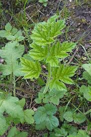 Sauvagement Bon Berce Plantes Sauvages Comestibles Plantes Comestibles Plantes Sauvages