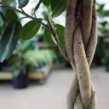 Image result for Ficus demeusei