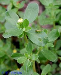 Image result for Portulaca oleracea