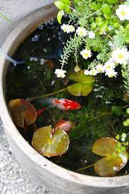 adding fancy goldfish to a container pond is easy and really fun place the container in an are small water gardens container water gardens container fish pond