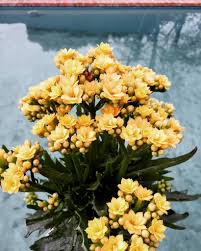 What Is A Flaming Katy Kalanchoe Blossfeldiana Kalanchoe Blossfeldiana Drought Tolerant Plants Local Plant
