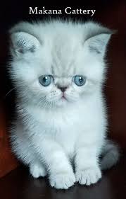 See more of himalayan kittens for sale on facebook. Grace Himalayan Kitten For Sale In Los Angeles California Cat Bright Classifieds