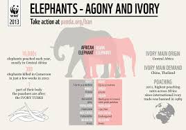 Elephants Agony And Ivory Elephant World Elephant Elephant Facts