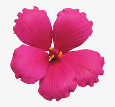 From $19.99 · 20% off all items · same day delivery Hot Pink Hot Pink Flowers Transparent Transparent Png 767x769 Free Download On Nicepng