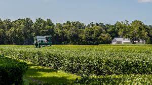 3550 ashley river road, charleston, sc 29414 magnolia plantation website. Yes America Has A Working Tea Plantation We Visited It The Salt Npr