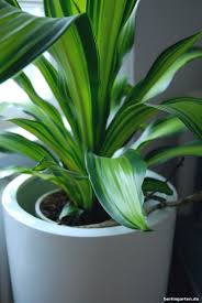 Zimmerpflanzen Tipps Fur Den Schatten Tolle Pflanzen Und Schicke Kubel Coole Zimmerpflanzen Pflanzen Zimmerpflanzen