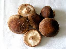 Image result for Lentinus edodes