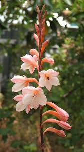 Watsonia Tabularis Bulbous Plants Planting Bulbs Flowers Perennials