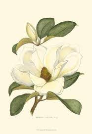 Magnolia Art Print Art Com In 2021 Flower Drawing Evergreen Tree Tattoo Botanical Illustration