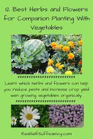 I grow gorgeous scarlet carmen sweet peppers, rippling dinosaur kale, flowering leeks, and crimson strawberries every year, amongst other things. 12 Best Herbs And Flowers For Companion Planting With Vegetables Real Self Sufficiency Companion Planting Companion Planting Vegetables Companion Gardening