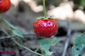 Avans apia 2020 veste bună de la apia pentru fermierii care așteaptă banii din subvenții. Romania AgrarÄ Terenul Arabil Nelucrat Zoso Blog