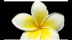 This beautiful australian perennial flower looks like a ping pong ball. White Yellow Flowers Pictures Youtube